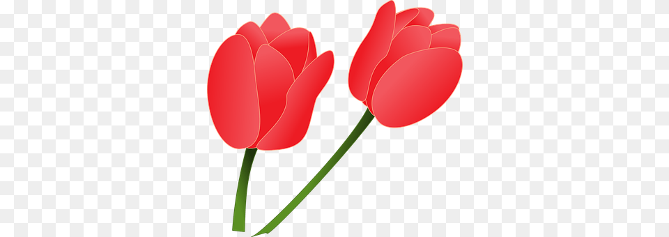 Tulips Flower, Plant, Tulip, Dynamite Png