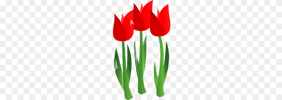 Tulips Flower, Plant, Tulip Free Png