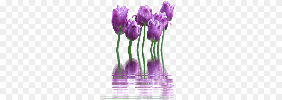 Tulips Flower, Plant, Purple, Tulip Png