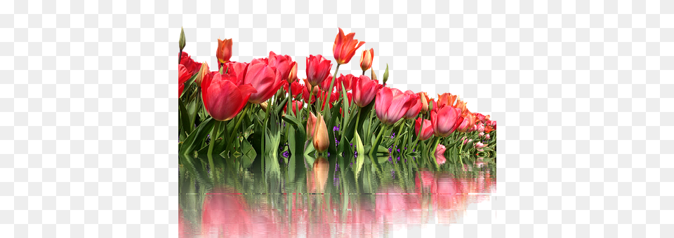 Tulips Flower, Flower Arrangement, Flower Bouquet, Plant Free Transparent Png