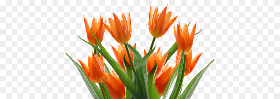 Tulips Flower, Plant, Petal, Tulip Free Transparent Png