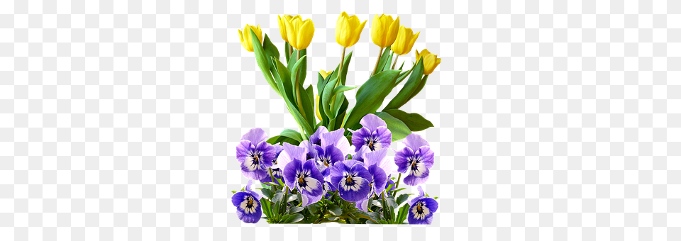 Tulips Flower, Plant, Flower Arrangement, Flower Bouquet Png