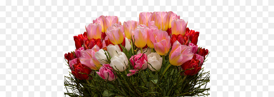 Tulips Flower, Flower Arrangement, Flower Bouquet, Plant Png Image