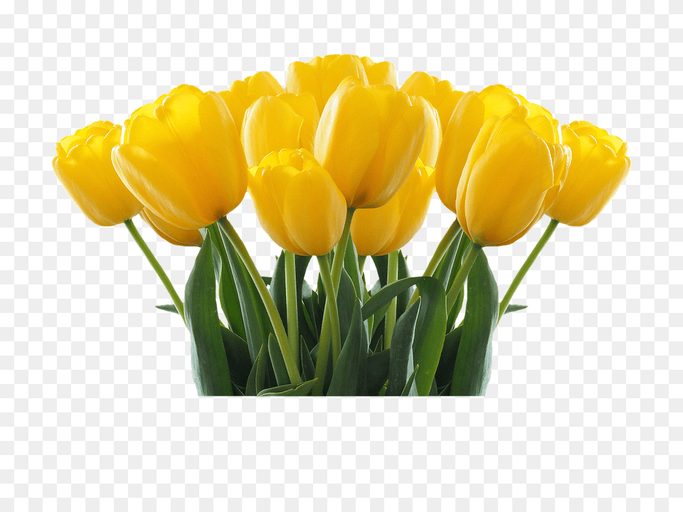 Tulips Flower, Plant, Tulip Free Transparent Png