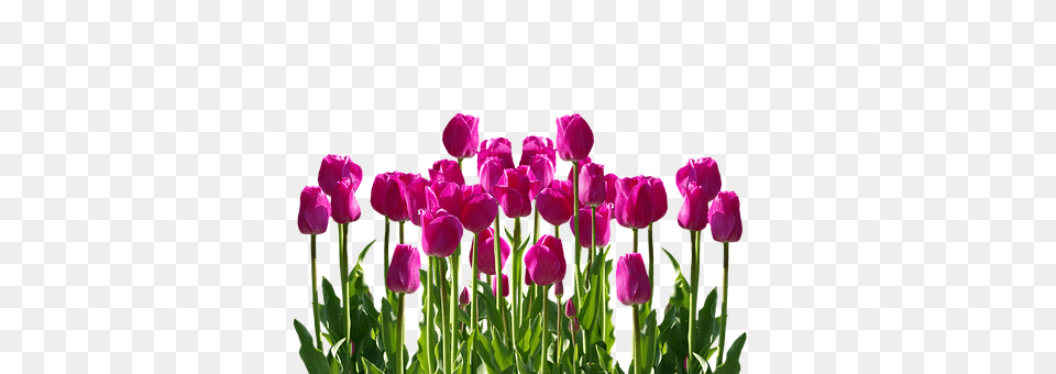 Tulips Flower, Plant, Tulip Free Png