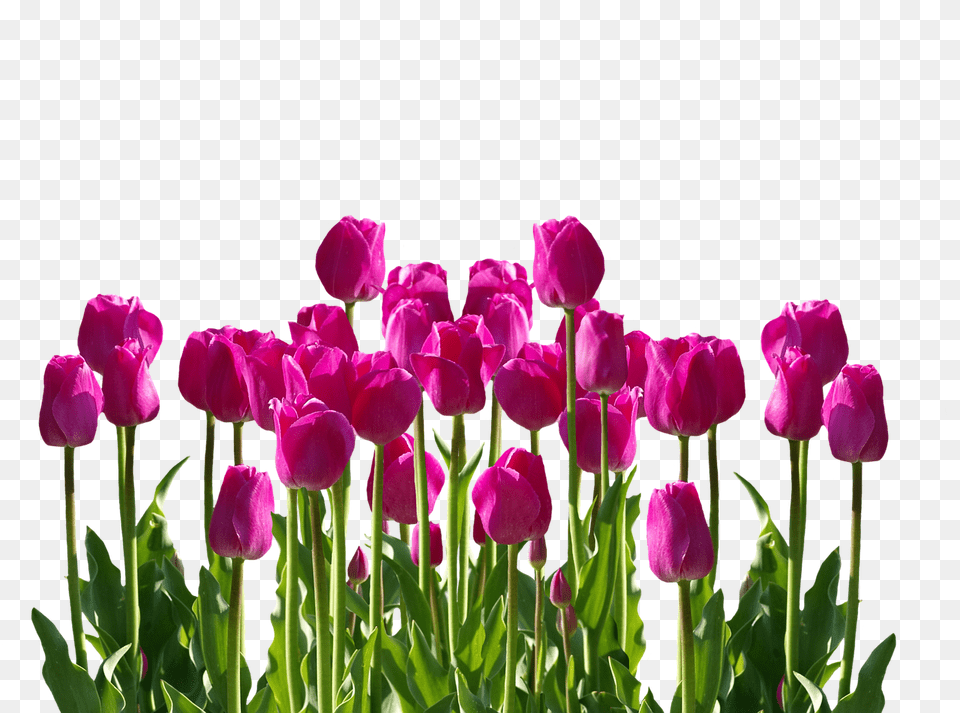 Tulips Flower, Plant, Tulip Free Transparent Png