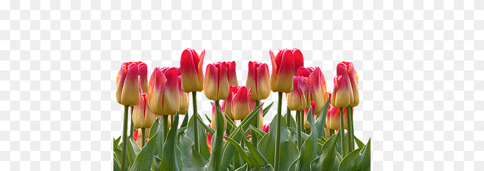 Tulips Flower, Plant, Tulip Free Png