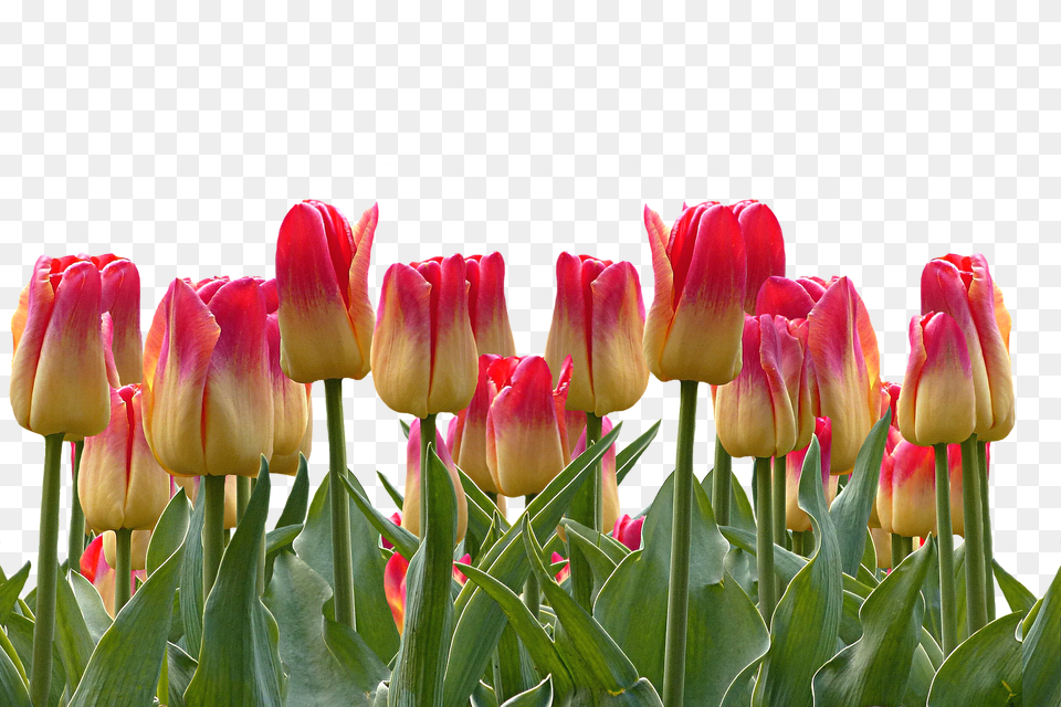 Tulips Flower, Plant, Tulip Png Image