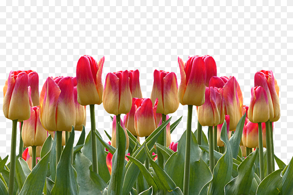 Tulips Flower, Plant, Tulip Free Transparent Png