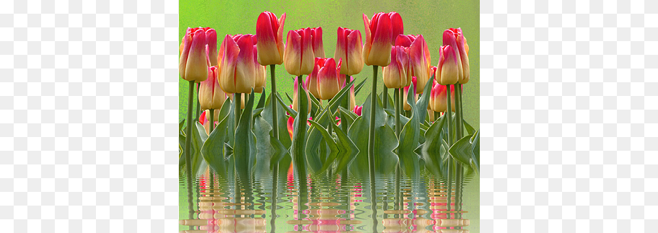Tulips Flower, Plant, Tulip, Petal Free Transparent Png
