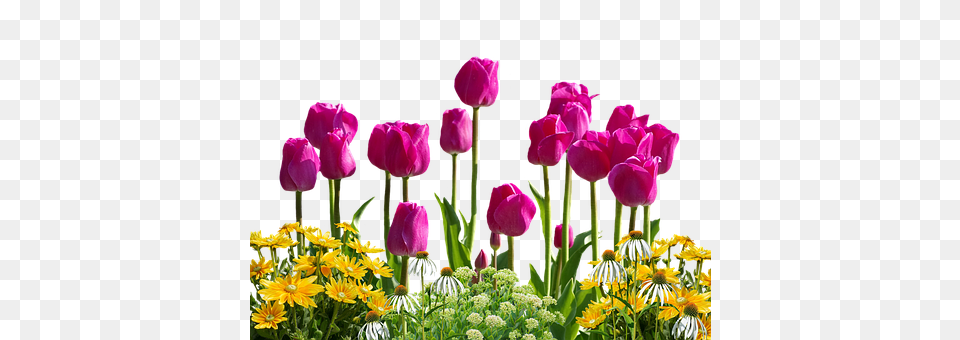 Tulips Flower, Plant, Flower Arrangement, Petal Free Transparent Png
