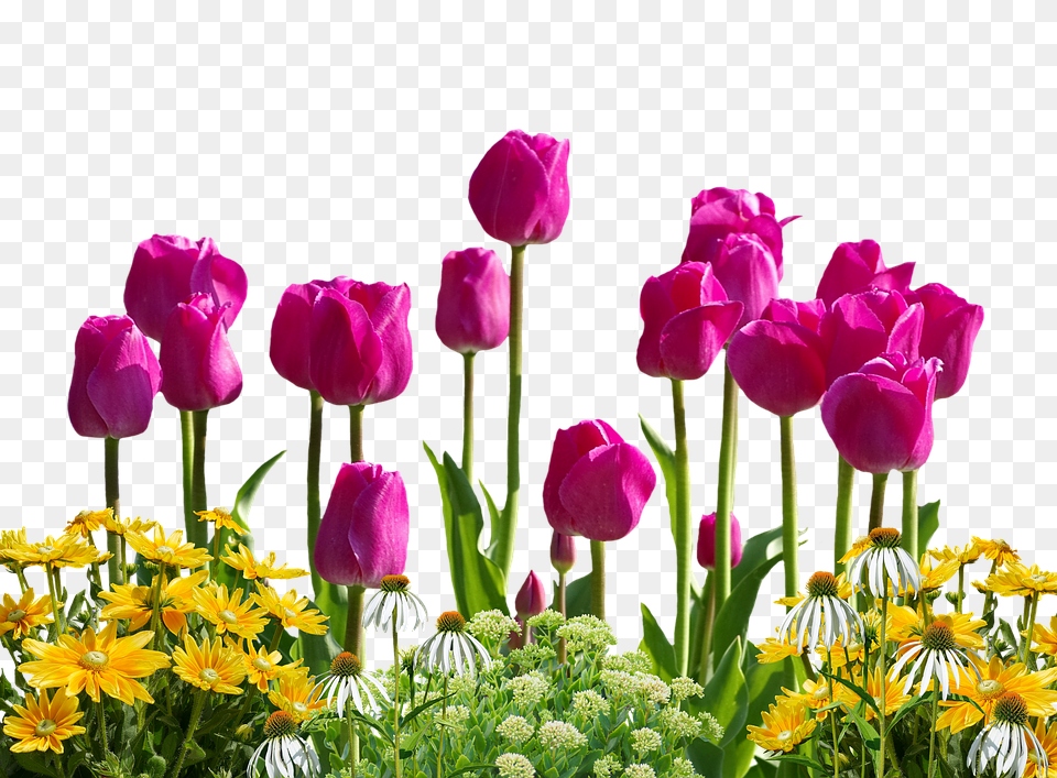 Tulips Flower, Plant, Petal, Flower Arrangement Free Transparent Png