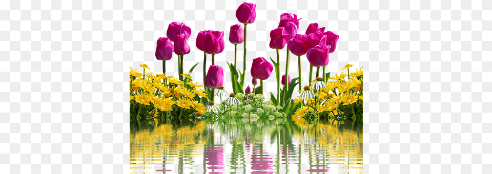 Tulips Flower, Plant, Petal, Flower Arrangement Free Png Download