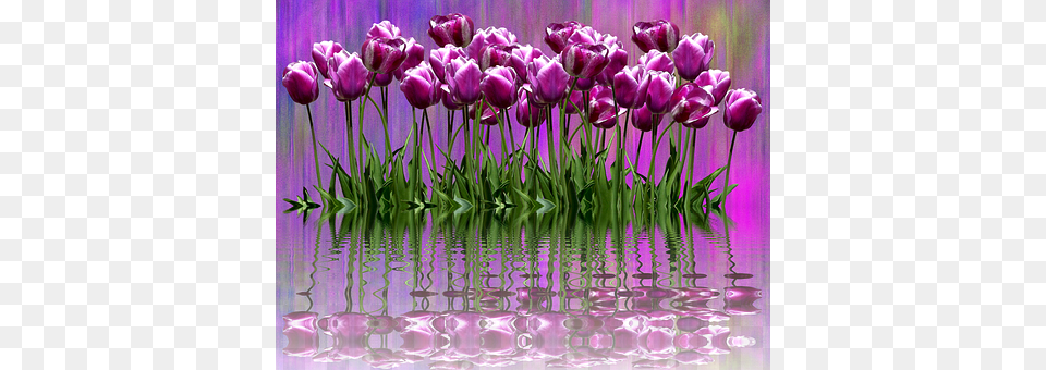 Tulips Flower, Plant, Purple, Tulip Free Png