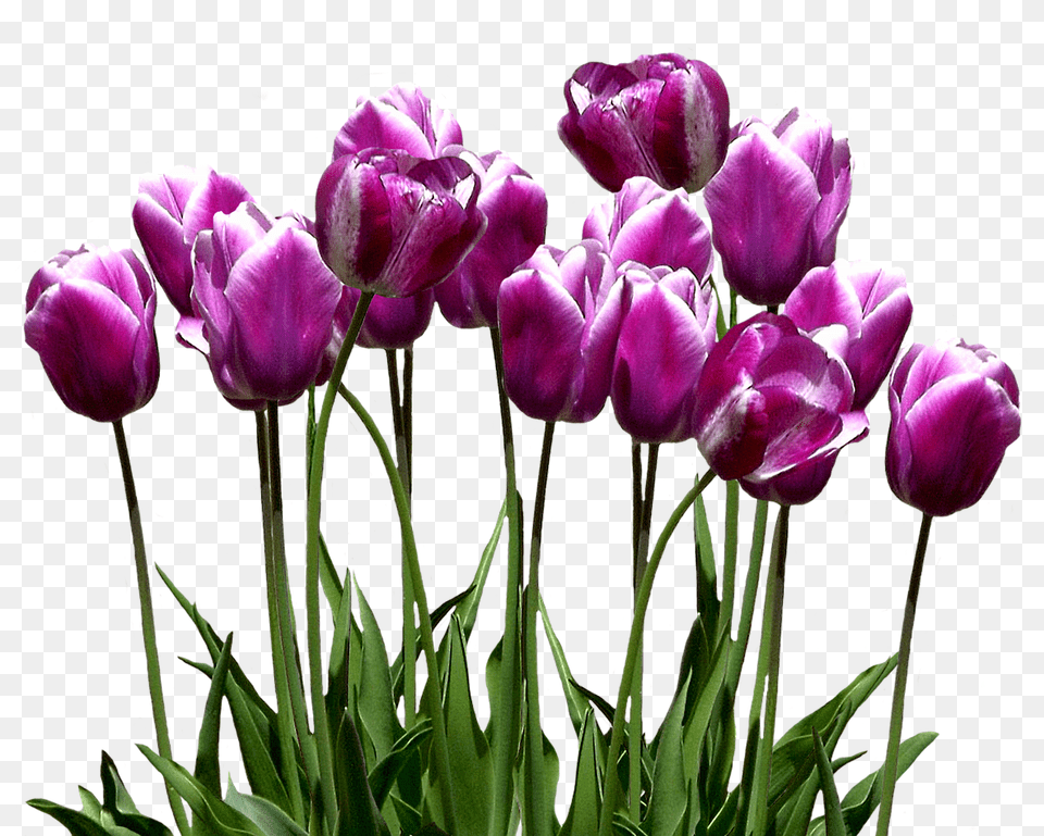 Tulips Flower, Plant, Tulip, Purple Free Png Download