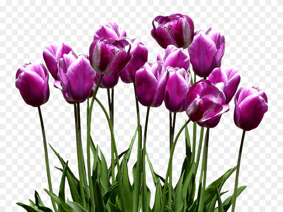 Tulips Flower, Plant, Tulip, Purple Free Png