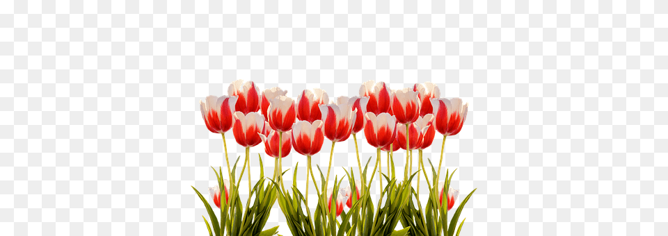 Tulips Flower, Plant, Tulip, Petal Png Image