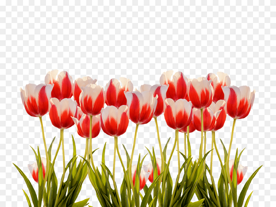 Tulips Flower, Plant, Tulip, Petal Png