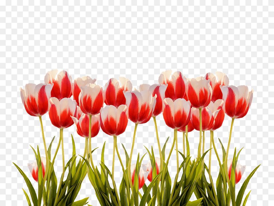 Tulips Flower, Plant, Tulip, Petal Png Image