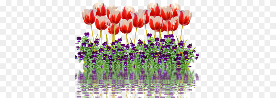 Tulips Flower, Plant, Purple, Geranium Png Image