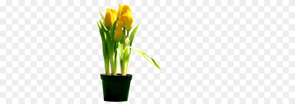 Tulips Flower, Flower Arrangement, Plant, Petal Free Png Download
