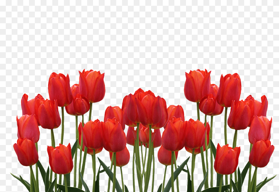 Tulips Flower, Plant, Tulip Png