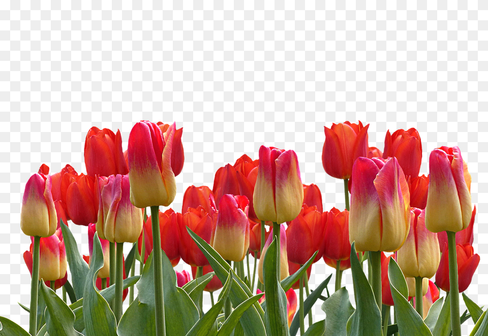 Tulips Flower, Plant, Tulip Png