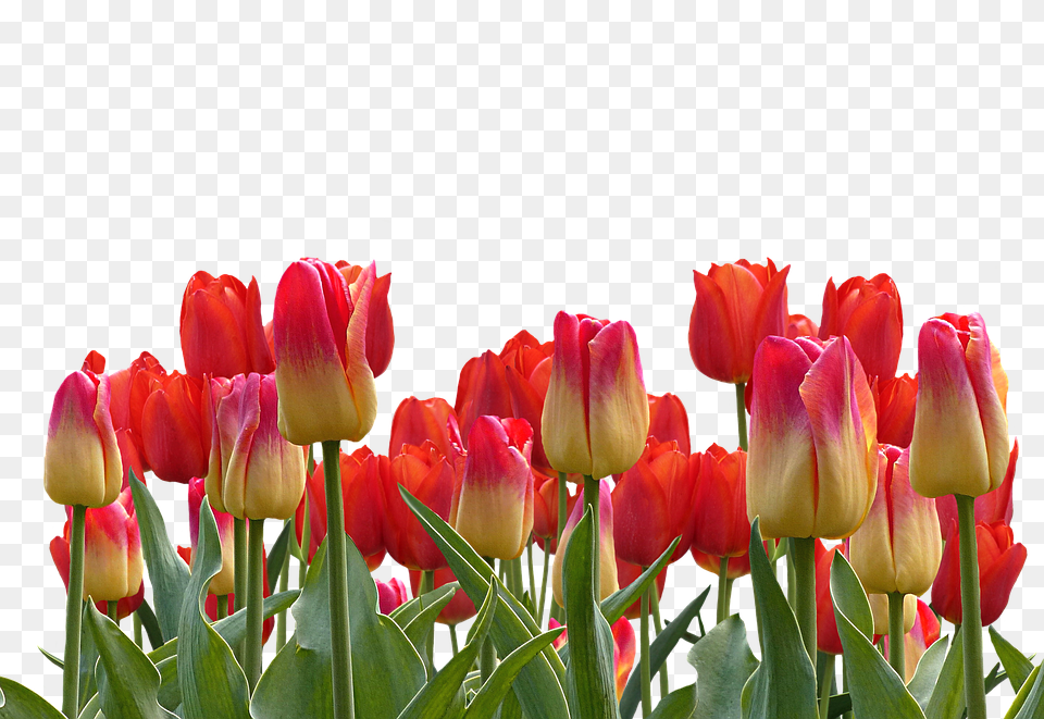 Tulips Flower, Plant, Tulip Free Png Download
