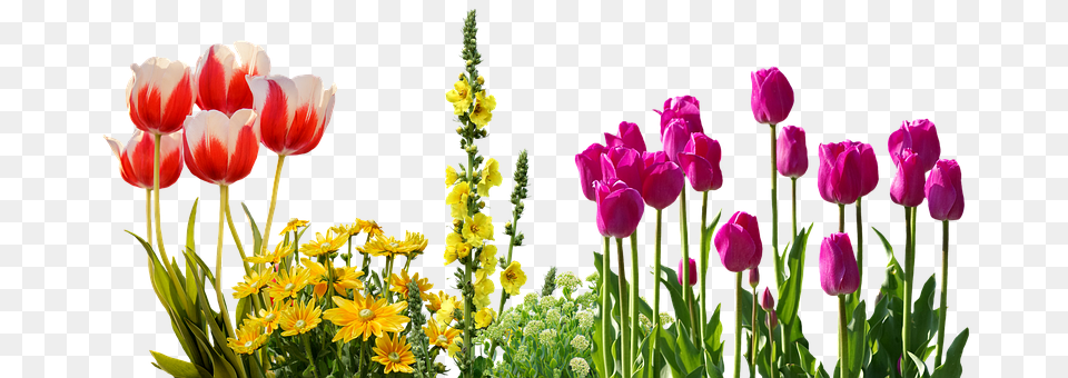 Tulips Flower, Flower Arrangement, Plant, Tulip Free Png Download