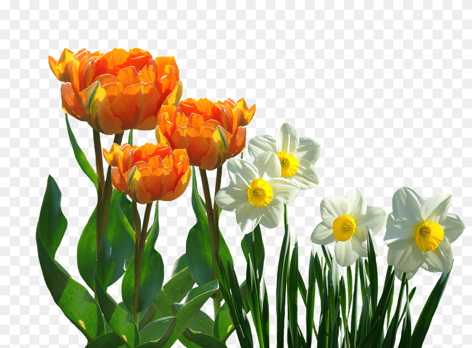 Tulips Flower, Plant, Daffodil, Rose Free Png