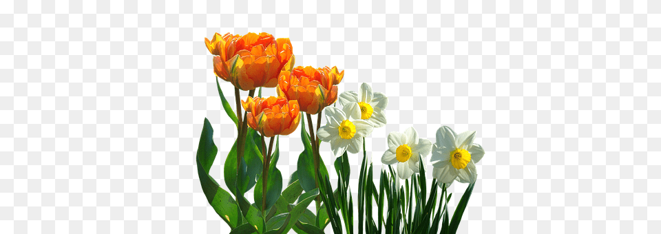 Tulips Flower, Plant, Daffodil, Flower Arrangement Free Png Download