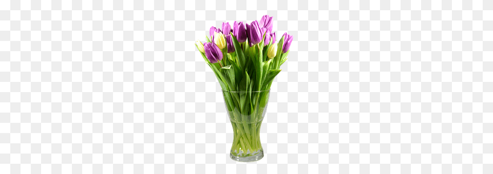 Tulips Flower, Flower Arrangement, Flower Bouquet, Jar Free Png Download