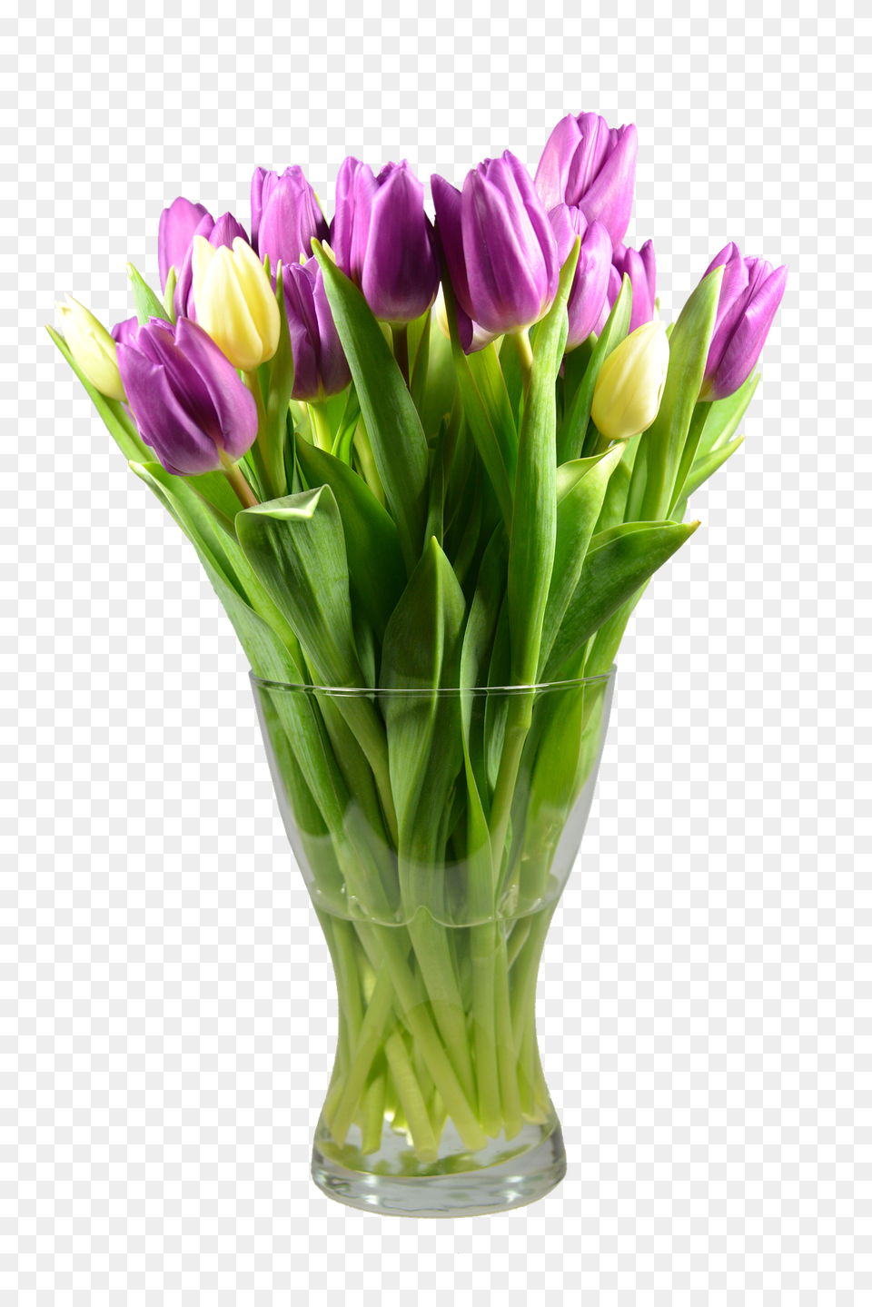 Tulips Flower, Flower Arrangement, Flower Bouquet, Plant Free Png