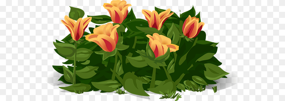 Tulips Flower, Plant, Flower Arrangement, Flower Bouquet Free Png