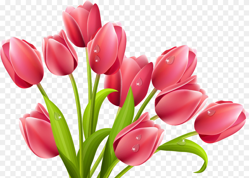 Tulips, Flower, Plant, Tulip, Petal Free Transparent Png