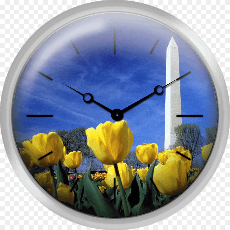 Tulips And The Washington Monument Washington Dc Tulip, Architecture, Building, Clock Tower, Tower Free Png Download