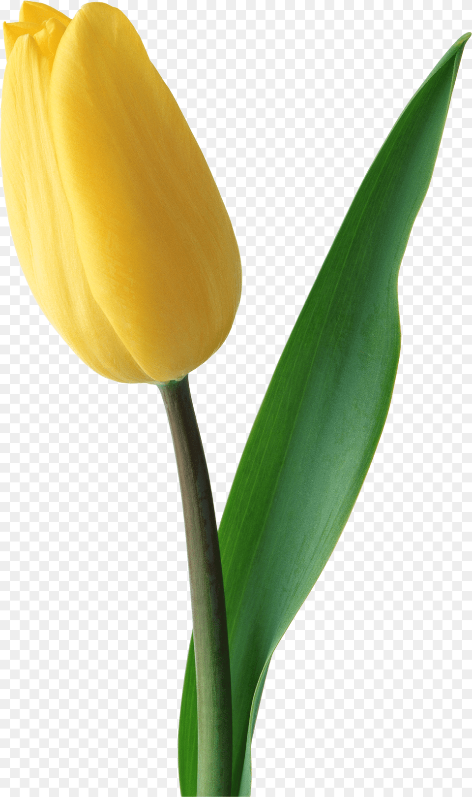 Tulips Are Red Yellow Tulips Flower, Plant, Tulip Free Png