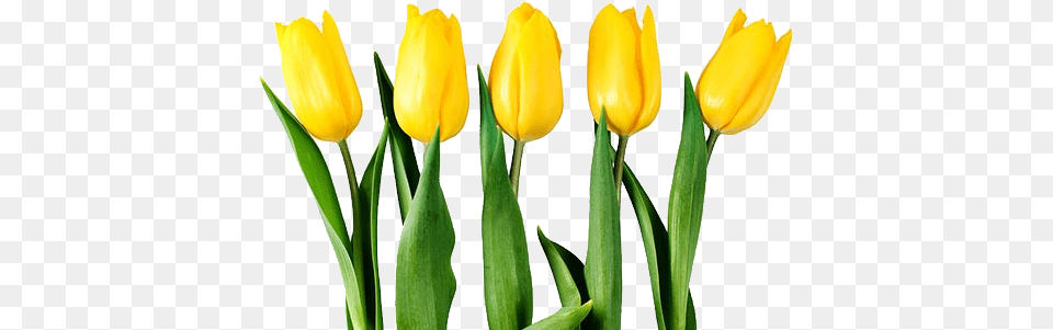 Tulips Background Yellow Tulip Flower, Plant, Balloon Png