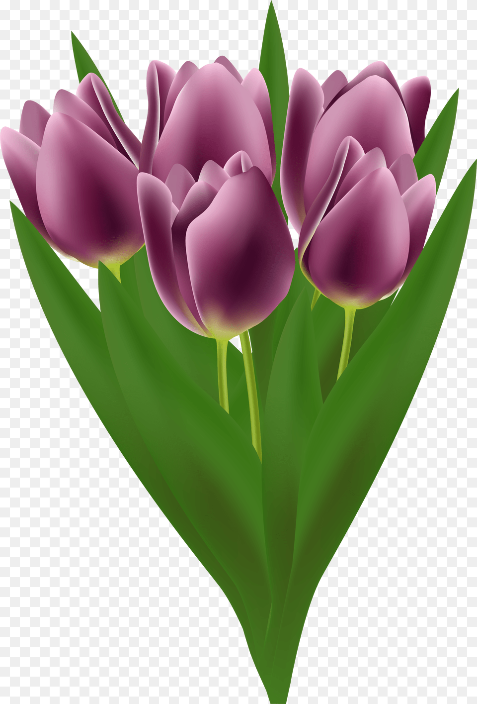 Tulips Bouquet Transparent Clip Art Tulip, Flower, Plant Png Image