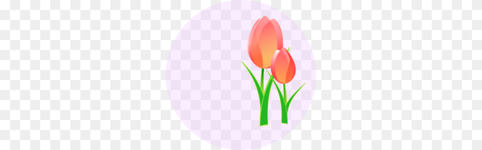 Tulips Clip Art, Flower, Plant, Tulip, Disk Free Transparent Png