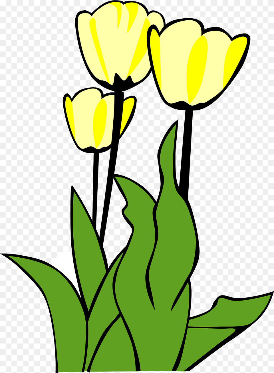 Tulips Clipart, Flower, Plant, Tulip, Petal Free Png