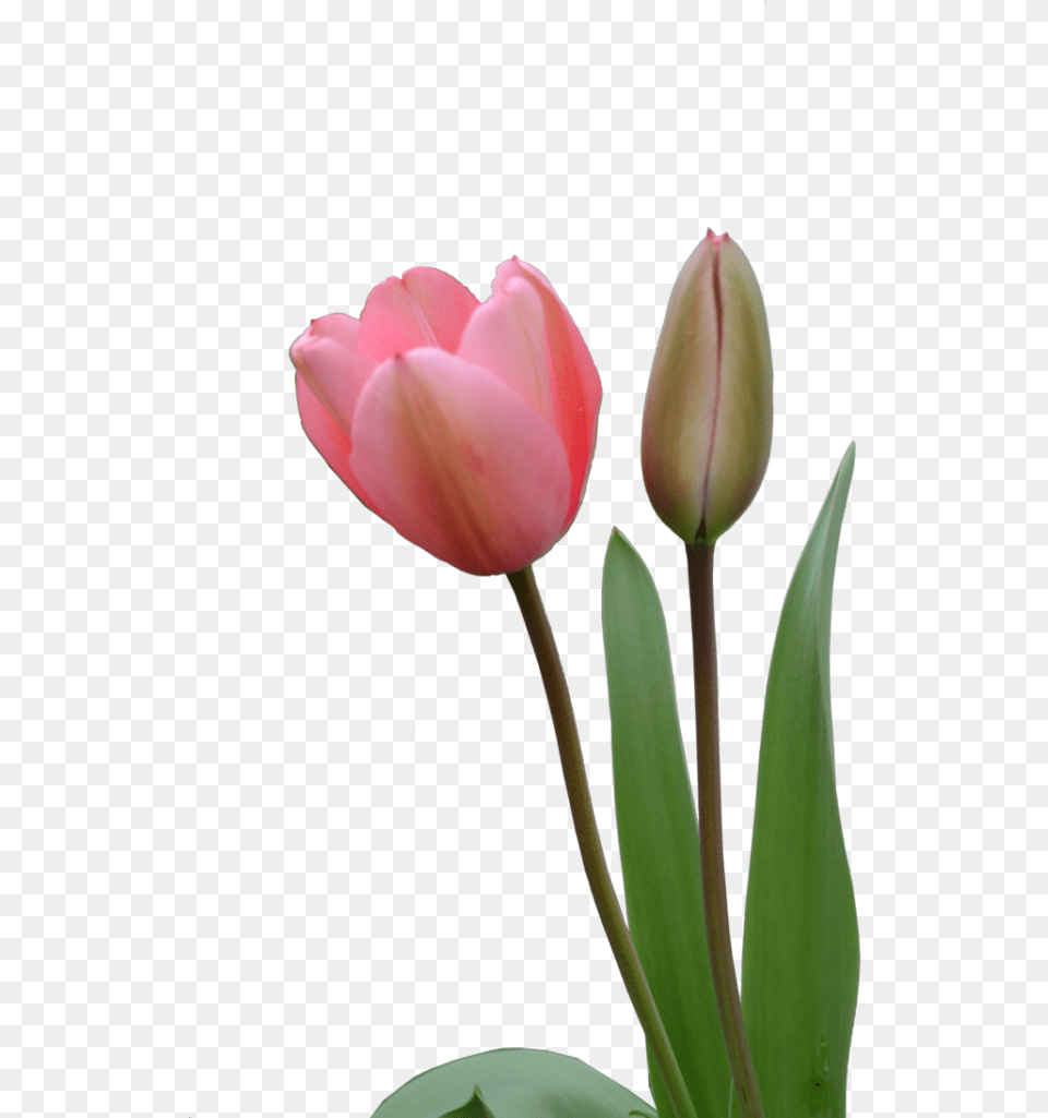 Tulips Flower Line, Plant, Tulip, Rose Free Transparent Png