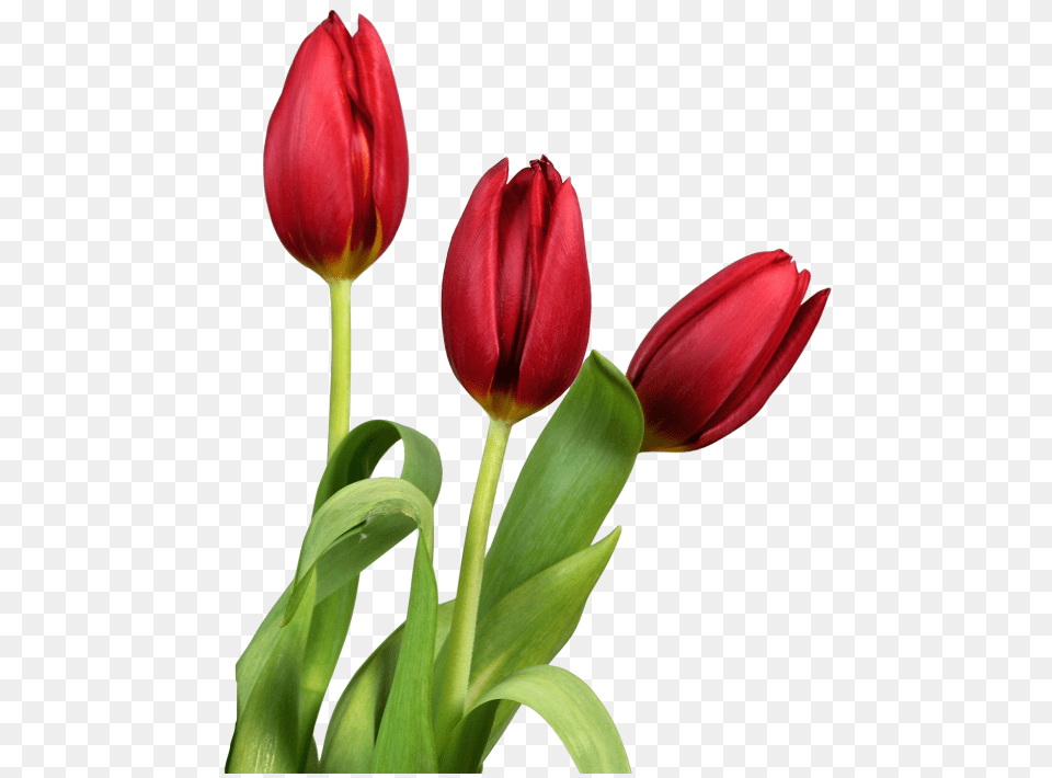 Tulips Flower Transparent Image Transparent Background Tulip, Plant Free Png