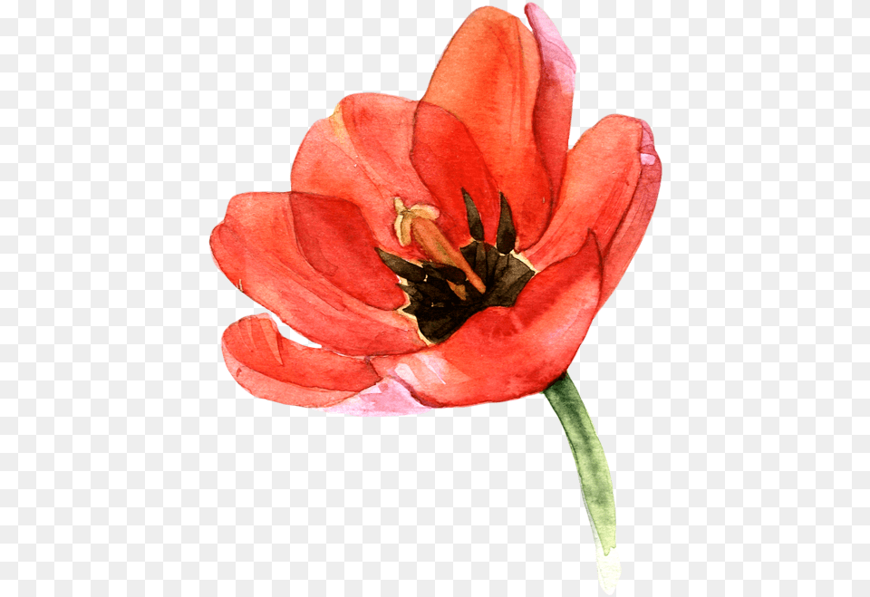 Tulips Flower Watercolor Clipart, Anther, Plant, Petal, Rose Free Transparent Png