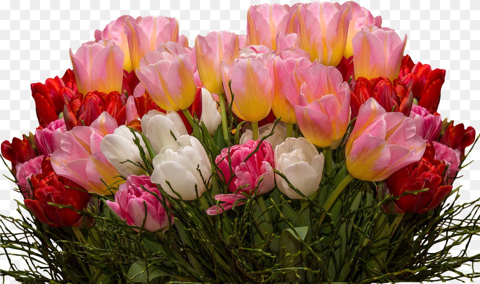 Tulips Flowers Png Image