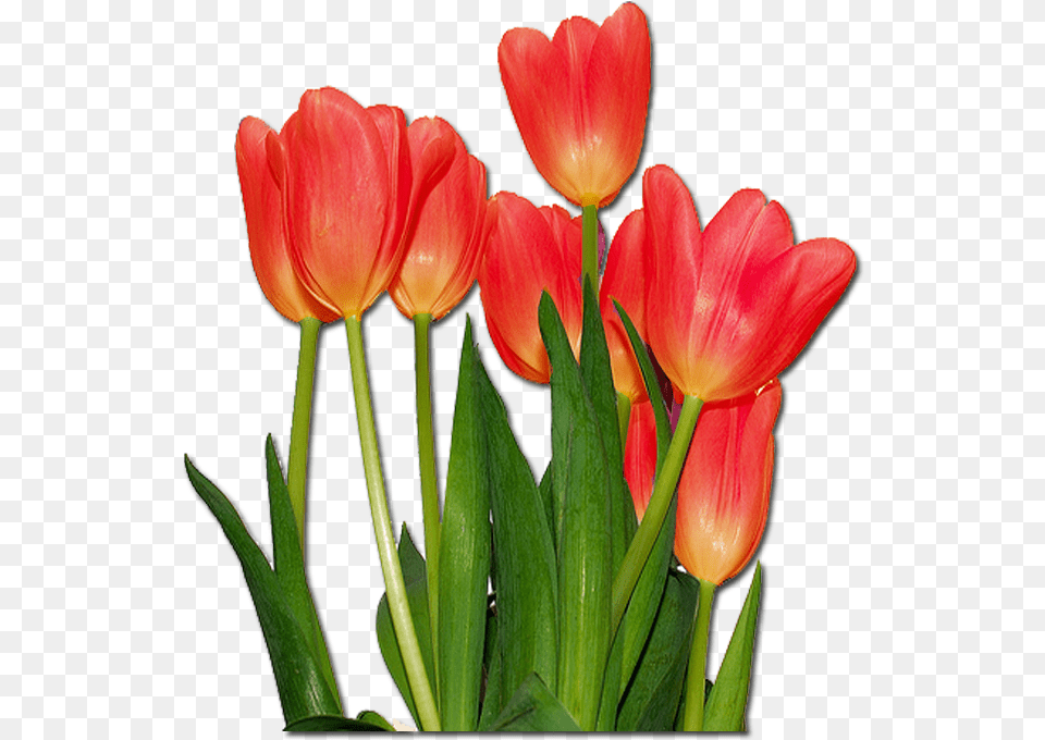 Tulips Flowers, Flower, Plant, Tulip, Flower Arrangement Free Png