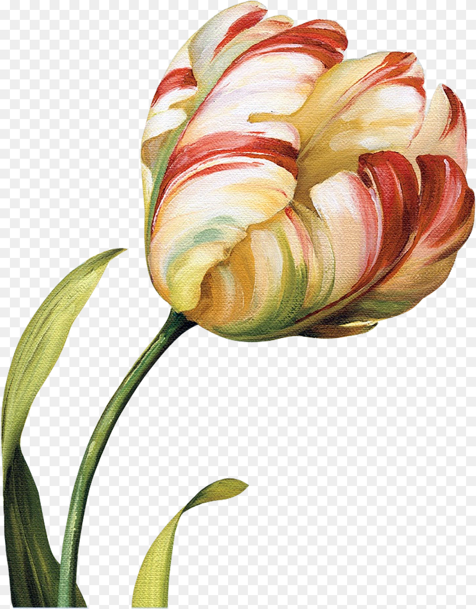 Tulips Flowers Abstract Flowers Flower Art Botanical Abstract Botanical Flowers, Plant, Tulip, Petal, Rose Free Png