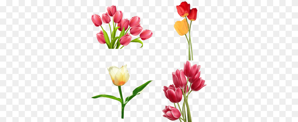 Tulips Flowers Clip Art, Flower, Flower Arrangement, Plant, Petal Free Png Download