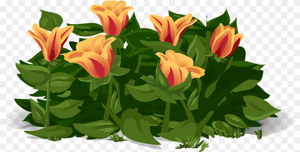 Tulips Flowers Plants Yellow Red Petals Orange Gelukkige Lente Dag, Flower, Plant, Flower Arrangement, Flower Bouquet Free Transparent Png