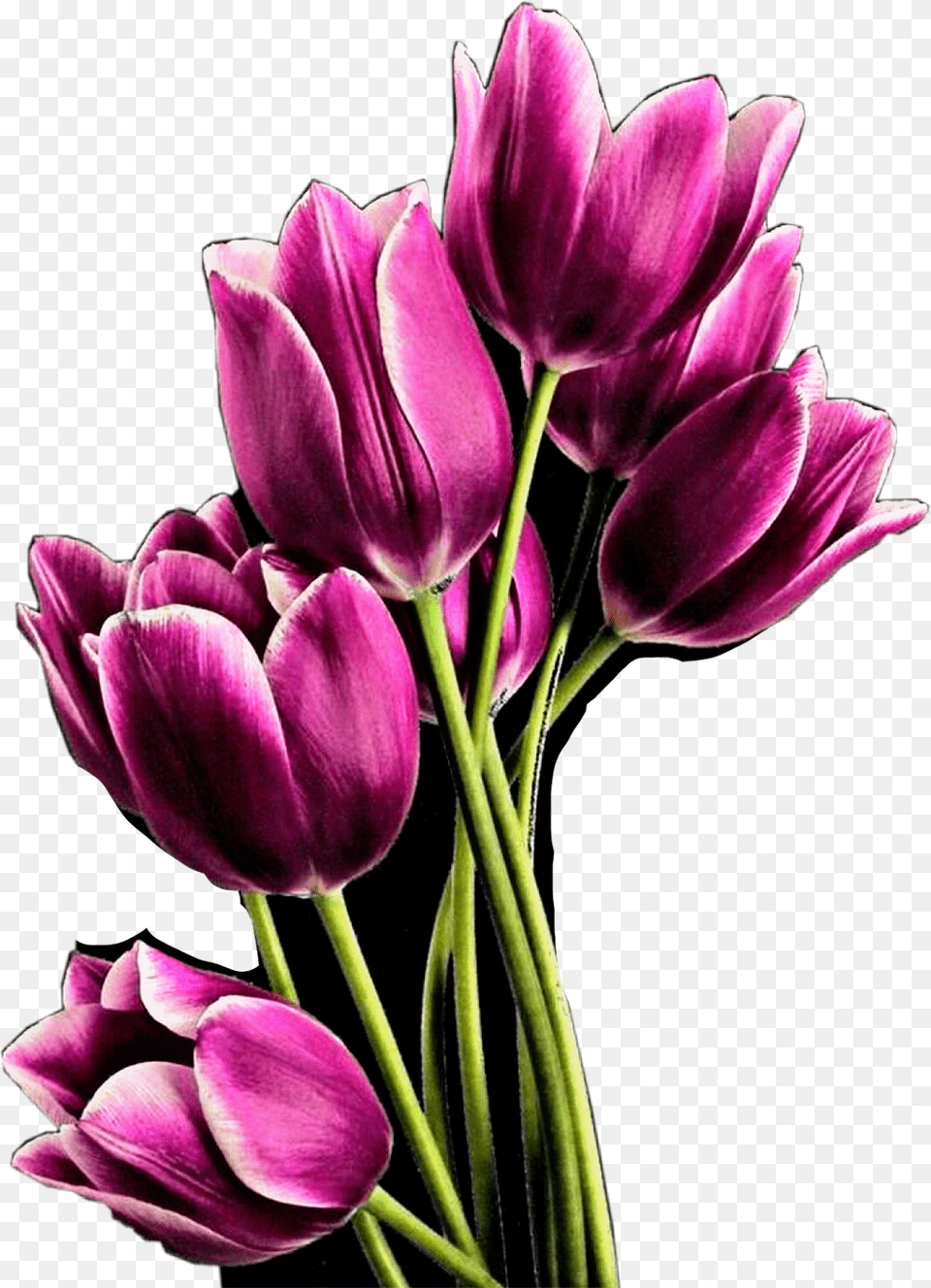 Tulips Flowers Purple Beautiful Boquet Freetoedit Bunga Tulip Pink, Flower, Plant, Rose, Petal Png